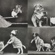 Illustration for article titled Vintage Photos Reveal Century-Long Obession with Dressing Up Pets